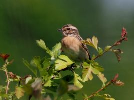 P5164482b Braunkehlchen g 