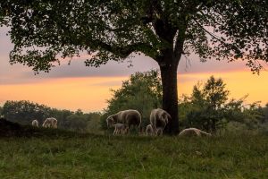 6   20200905   49419 11