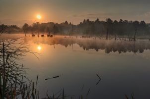 2013 07 27 M Schwenninger Moos 3322