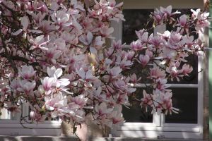 BLUTENMEER MAGNOLIE 9657